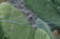 Cyrtophora_citricola_D3184_Z_85_Valle Gran Rey_Spanje